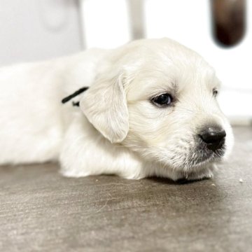 ゴールデンレトリバー【栃木県・男の子・2025年9月7日・クリーム】の写真「両親共に、🇬🇧純粋なイギリスゴールデンです！」