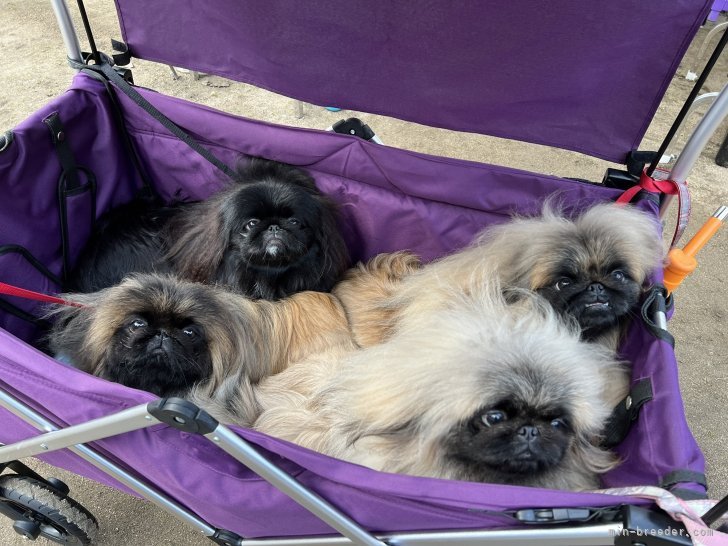 板橋　里絵(いたばし　りえ)ブリーダー(岡山県・ペキニーズ・JKC登録)の紹介写真10