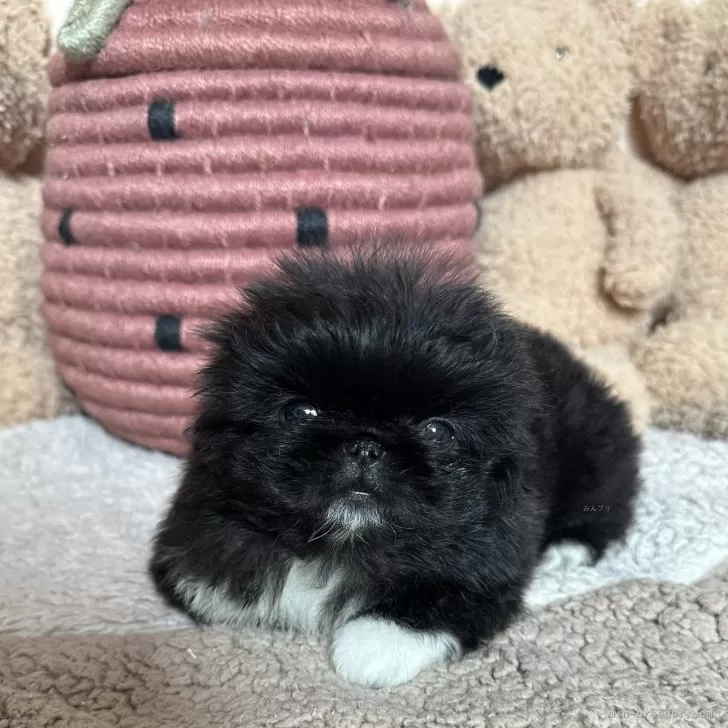 ID：2503-06829の子犬