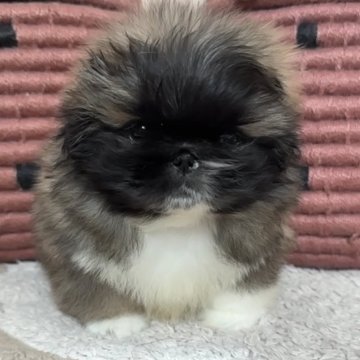 ペキニーズ【岡山県・男の子・2025年1月29日・フォーン】の写真「甘えん坊の男の子👦」