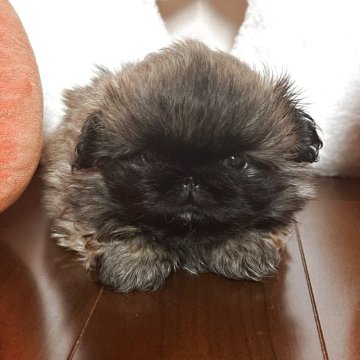 ペキニーズ【岡山県・女の子・2025年9月7日・フォーンブラックマスク】の写真「小さくて可愛い女の子👧」