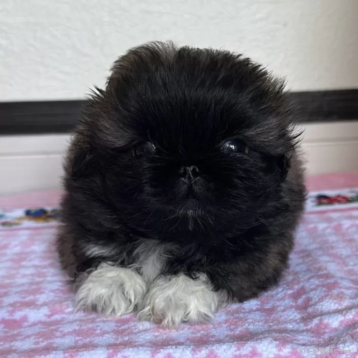 ID：2409-02082の子犬