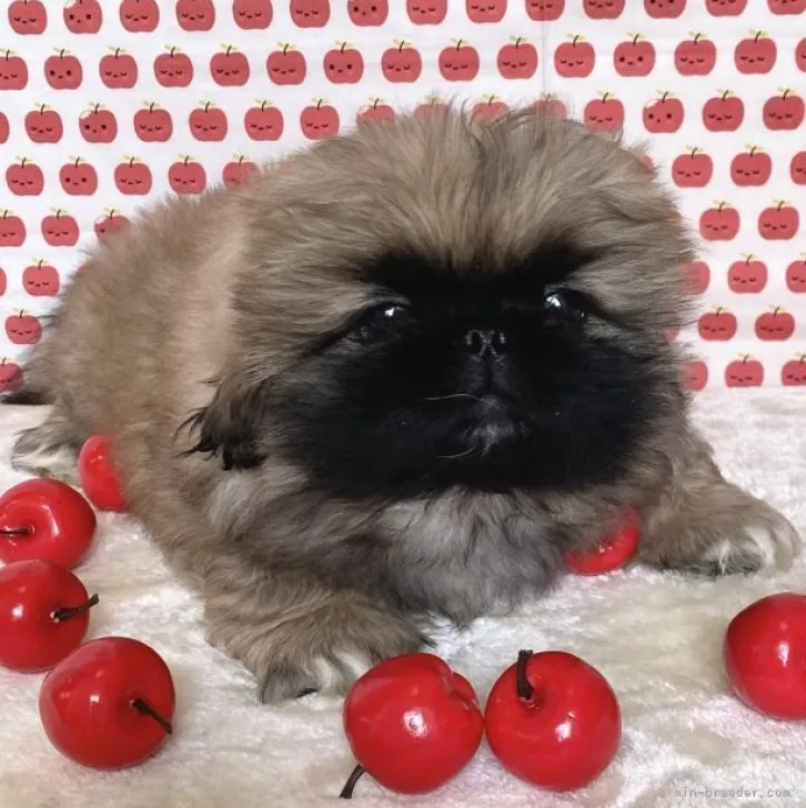 ID：2302-00119の子犬