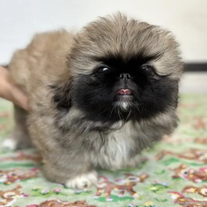 ID：2306-01986の子犬