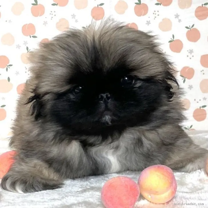 ID：2302-00122の子犬