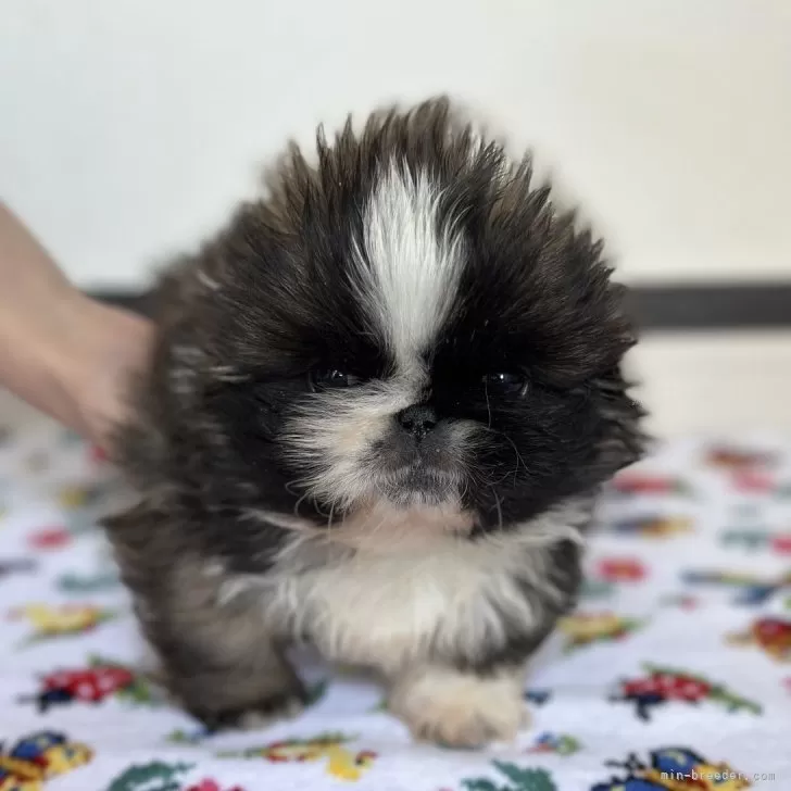 ID：2403-04187の子犬