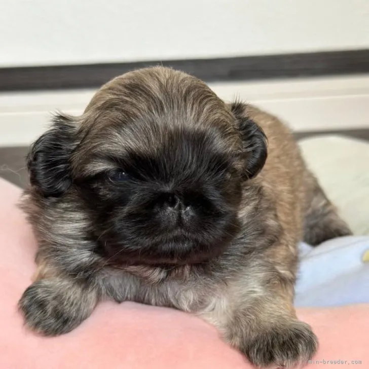 ID：2306-01990の子犬