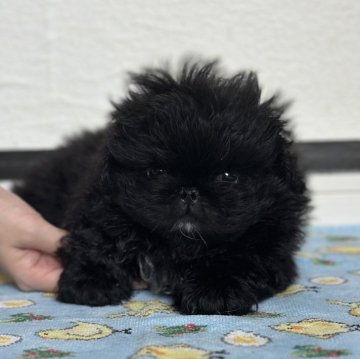 ペキニーズ【岡山県・男の子・2024年7月24日・ブラック】の写真「とても人懐っこいです💝パパもママも可愛い子です」