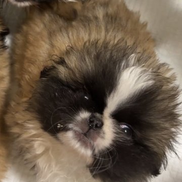 ペキニーズ【岡山県・男の子・2024年2月4日・パーティ】の写真「おっとりした性格の男の子👦　」