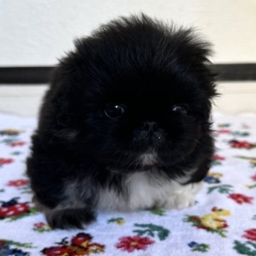 ペキニーズ【岡山県・男の子・2023年7月8日・ブラック】の写真「ちょっと気が小さくて、末っ子気質な男の子👦」