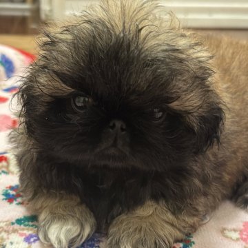 ペキニーズ【岡山県・男の子・2024年8月2日・フォーンブラックマスク】の写真「男の子ですが、おとなしい子です🩷💝」