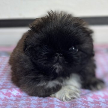 ペキニーズ【岡山県・男の子・2024年8月2日・フォーンブラックマスク👑】の写真「可愛いお顔の男の子👦
毛もモフモフです💖」