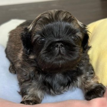 ペキニーズ【岡山県・女の子・2023年5月14日・フォーンブラックマスク】の写真「とっても可愛いお顔😍」