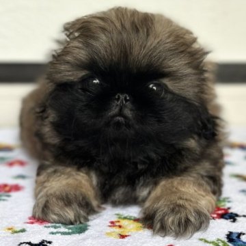 ペキニーズ【岡山県・男の子・2023年5月14日・フォーンブラックマスク】の写真「とっても可愛いお顔😍」