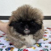 ペキニーズ