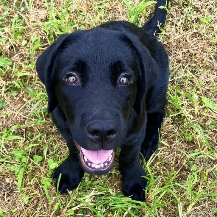 ID：2209-03052の子犬