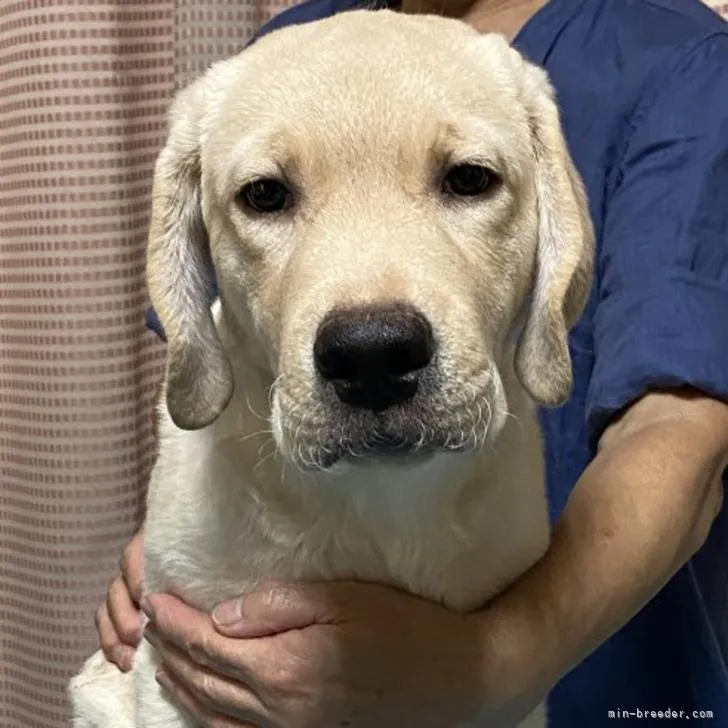 ID：2209-01976の子犬
