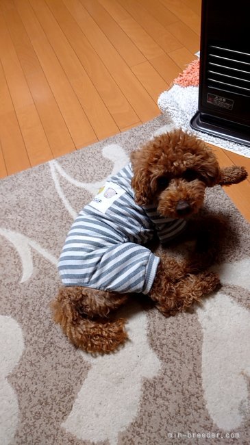番犬にもなる逞しいお爺さんのマルちゃんです。5歳｜石井　順子(いしい　じゅんこ)ブリーダー(兵庫県・トイプードルなど・JKC登録)の紹介写真2