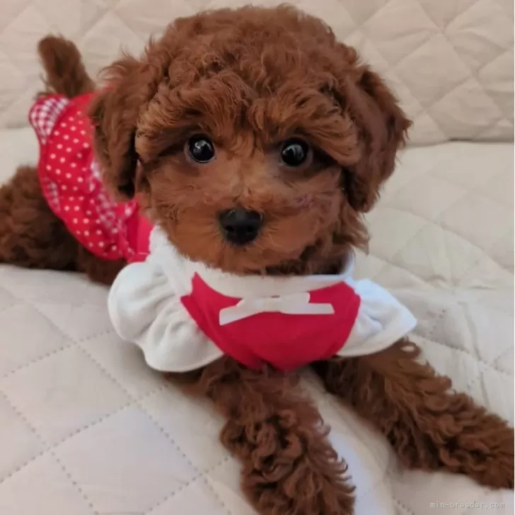 ID:2412-02182の子犬