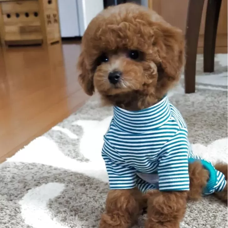 Y.U 様のお迎えした子犬