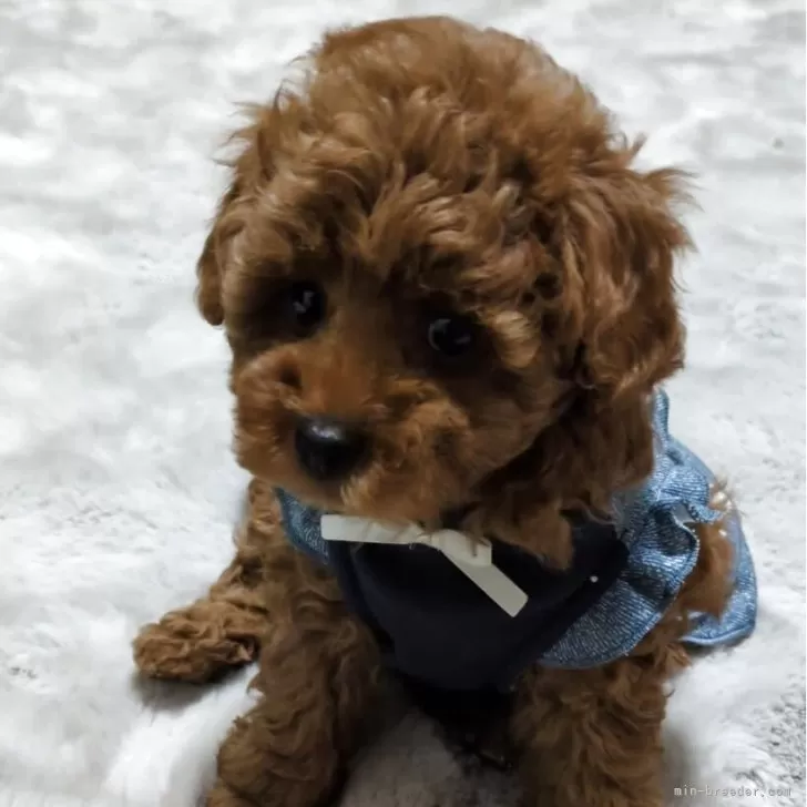 ID：2504-00212の子犬