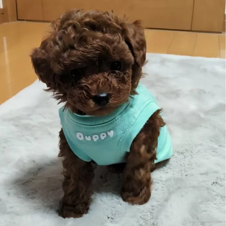 ID:2412-02181の子犬