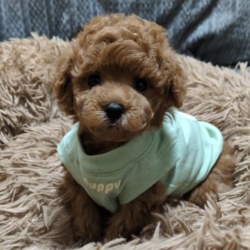 トイプードル(タイニー)【兵庫県・男の子・2025年5月12日・レッド】の写真「私の推し☺️めちゃくちゃ性格の良い男の子」