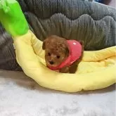 タイニープードル【兵庫県・女の子・2025年10月7日・レッド】の写真1