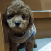 タイニープードル