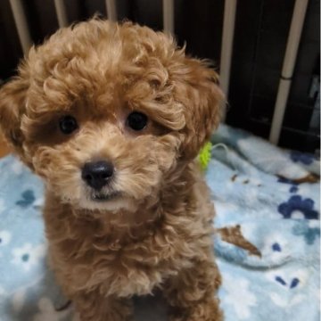 トイプードル(タイニー)【兵庫県・女の子・2024年4月5日・レッド】の写真「今月末まで掲載です。」