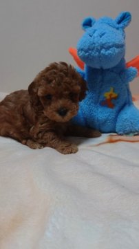 トイプードル(トイ)【兵庫県・女の子・2021年5月27日・レッド】の写真「可愛いお顔の三女ちゃん
性格は大人しめ>^_^<」