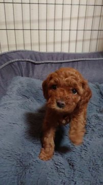 トイプードル(トイ)【兵庫県・女の子・2021年5月27日・レッド】の写真「頭の良い女の子です(≧▽≦)」