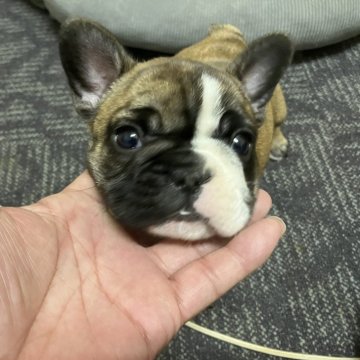 フレンチブルドッグ【愛知県・女の子・2025年10月30日・フォーンパイド】の写真「よく食べる元気な女の子です。」