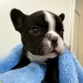 フレンチブルドッグ