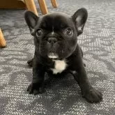 フレンチブルドッグ