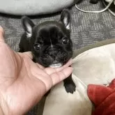 フレンチブルドッグ【愛知県・女の子・2025年10月30日・ブリンドル】の写真4