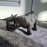 フレンチブルドッグ【愛知県・女の子・2025年10月30日・ブリンドル】の写真6