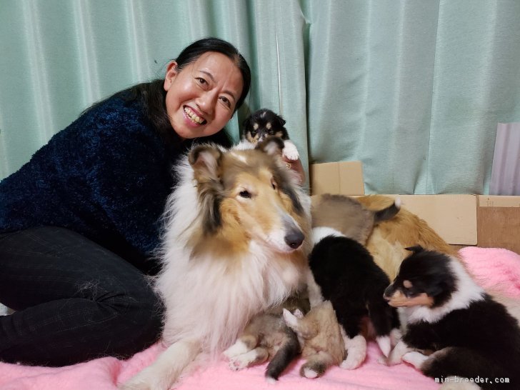 子犬は家族です。｜井上　直子(いのうえ　なおこ)ブリーダー(兵庫県・ラフコリーなど・日本コリークラブ登録)の紹介写真1