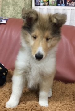 ラフコリー【兵庫県・男の子・2019年1月14日・セーブル&ホワイト】の写真「明るい性格の真っ白な広いカラー巻きの男の子」