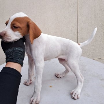 イングリッシュポインター【大分県・女の子・2025年9月1日・白オレンジ】の写真「両親とも小柄で扱いやすいサイズです。」