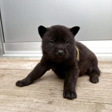 甲斐犬【大分県・女の子・2025年10月7日・黒虎】の写真「兄妹の中で活発な女の子です。
母はお母さん似」