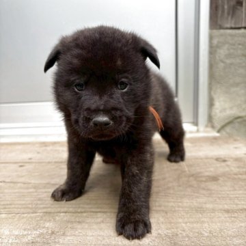 甲斐犬【大分県・男の子・2025年10月7日・黒虎】の写真「活発で元気な男の子です。」