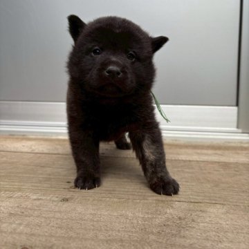 甲斐犬【大分県・女の子・2025年10月7日・黒虎】の写真「兄妹の中ではおっとりした女の子です。」