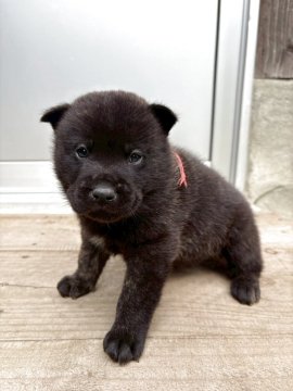 甲斐犬【大分県・男の子・2025年10月7日・黒虎】の写真「活発で元気な男の子です。」