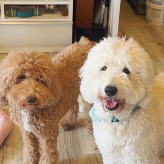 鎌田千恵子ブリーダーのブログ：ゴールデンドゥードル F1bの仔犬産まれています💕