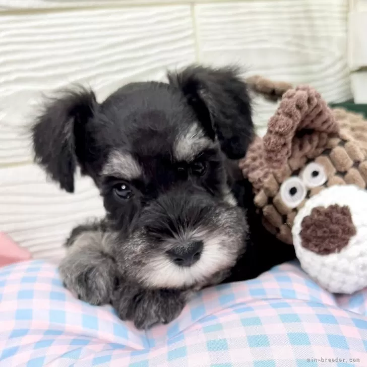 ID：2501-02856の子犬