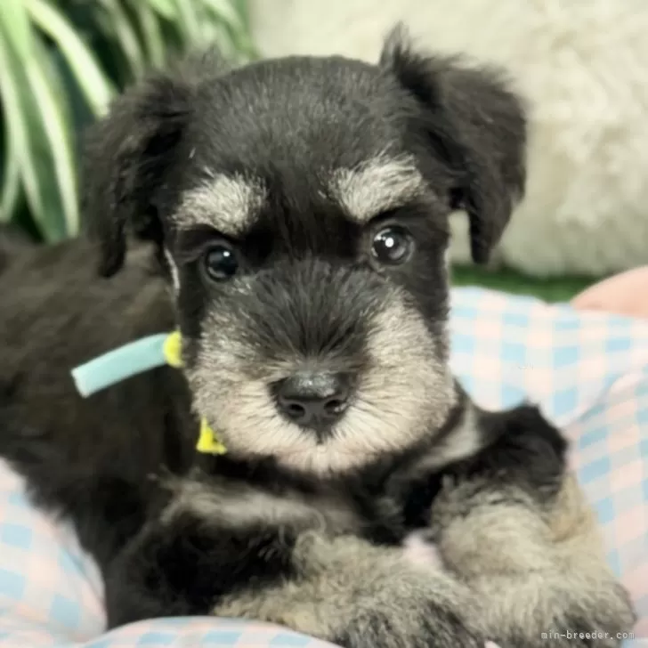 M.M 様のお迎えした子犬