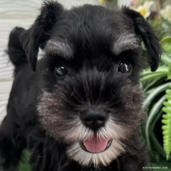 T.Ｉ 様のお迎えした子犬