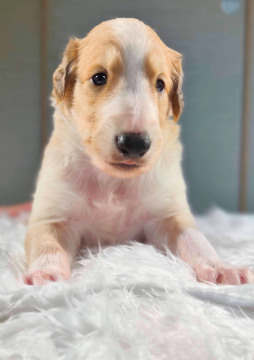 ボルゾイ【神奈川県・男の子・2025年10月7日・ゴールド】の写真「ゴールドは光沢と存在感が際立つ王道カラー」