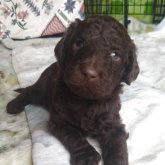 スタンダードプードル